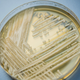 Candida auris in a petri dish.